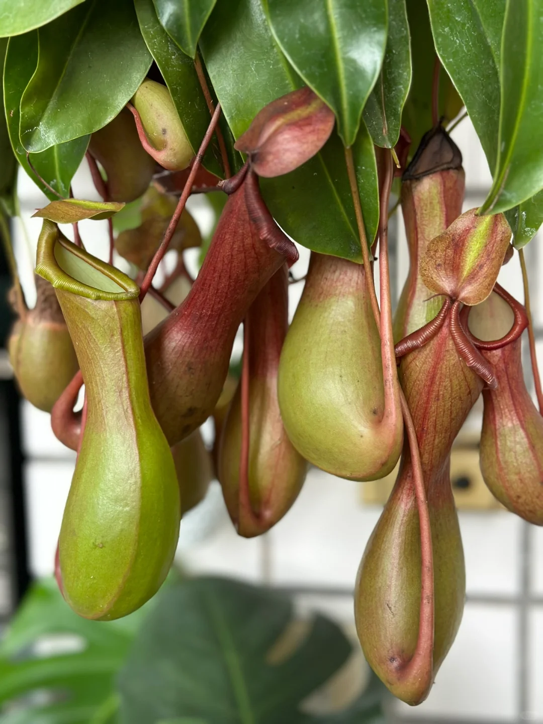 Super Pitcher Plant Seeds