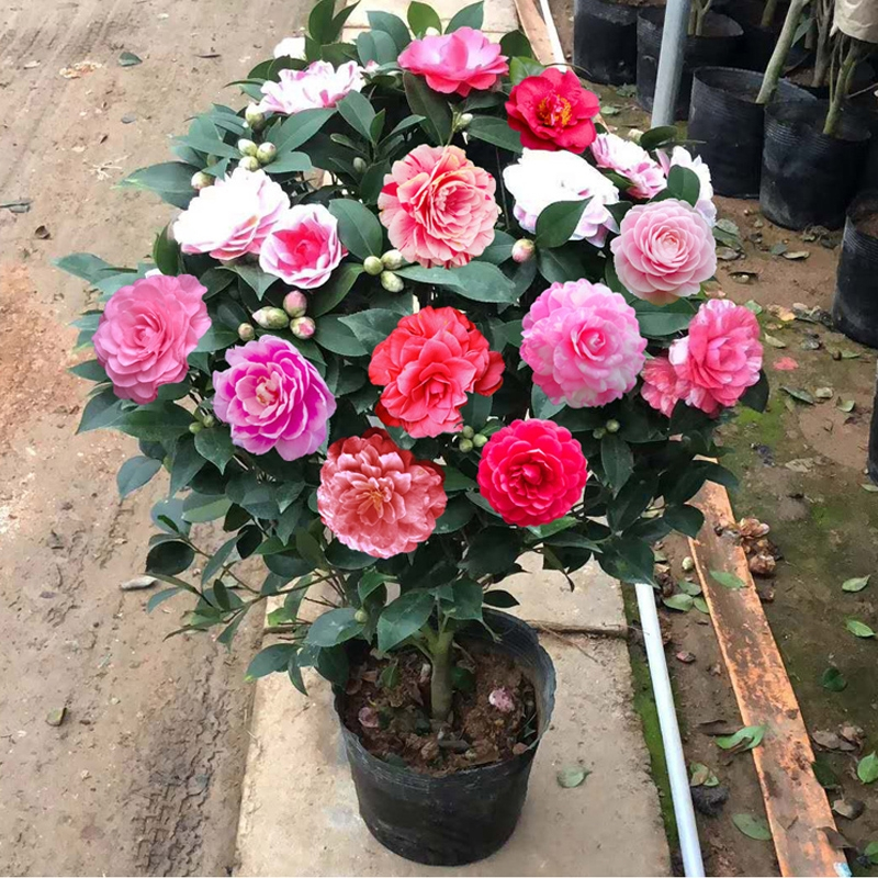 100 Pcs Red Striped Camellia Seeds💝32% OFF🎉