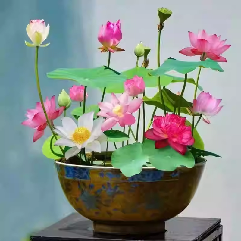The Sacred Bonsai Lotus Flower