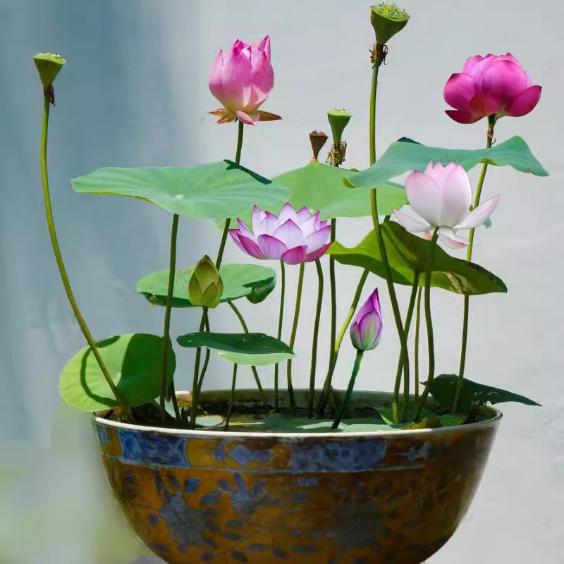 The Sacred Bonsai Lotus Flower