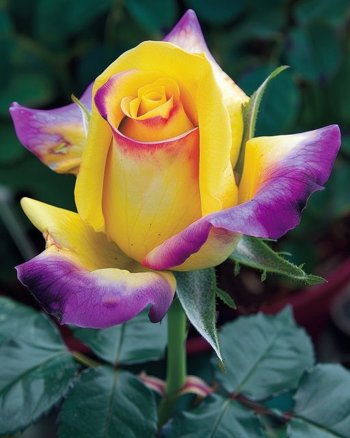 Purple Edge Glory Rose Seeds⚡