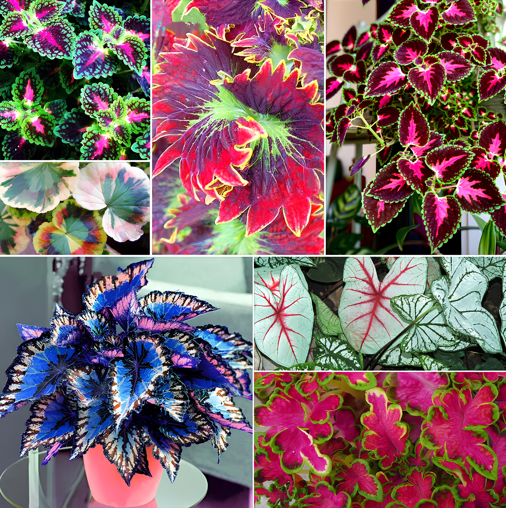 50pcs/Bag Coleus Bonsai Flower Leaf Plants Rainbow Dragon Seeds Garden