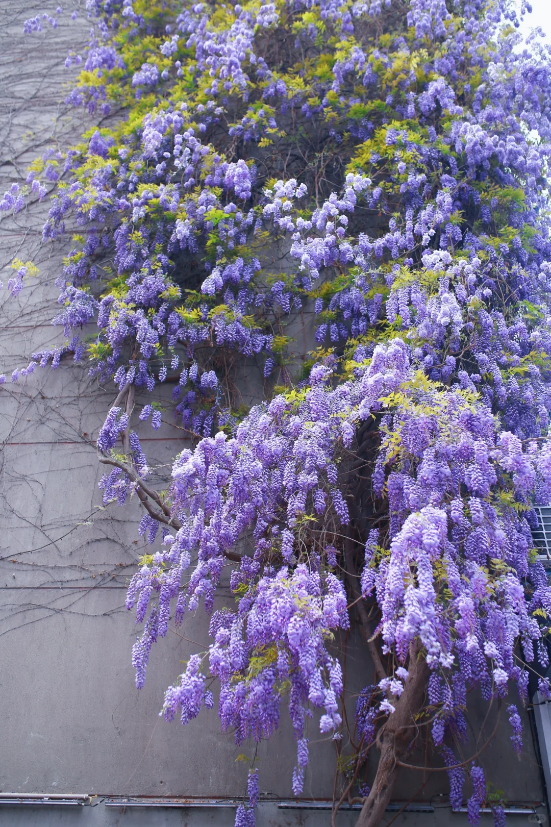 💜Wisteria Seeds - Purple Flower Waterfall