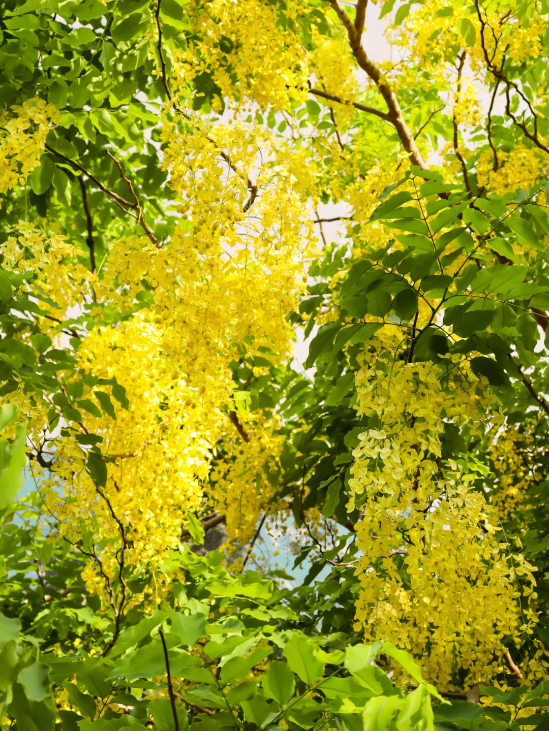 💜Wisteria Seeds - Purple Flower Waterfall