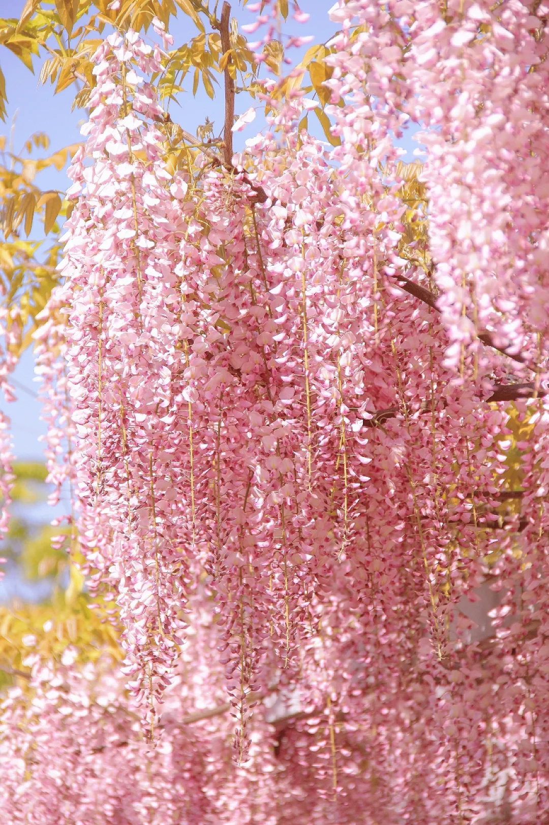 💜Wisteria Seeds - Purple Flower Waterfall