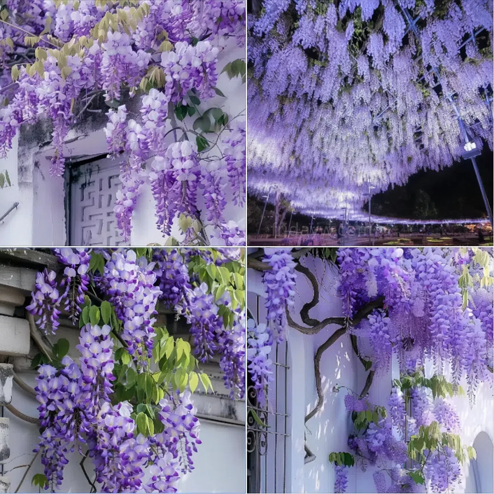 💜Wisteria Seeds - Purple Flower Waterfall