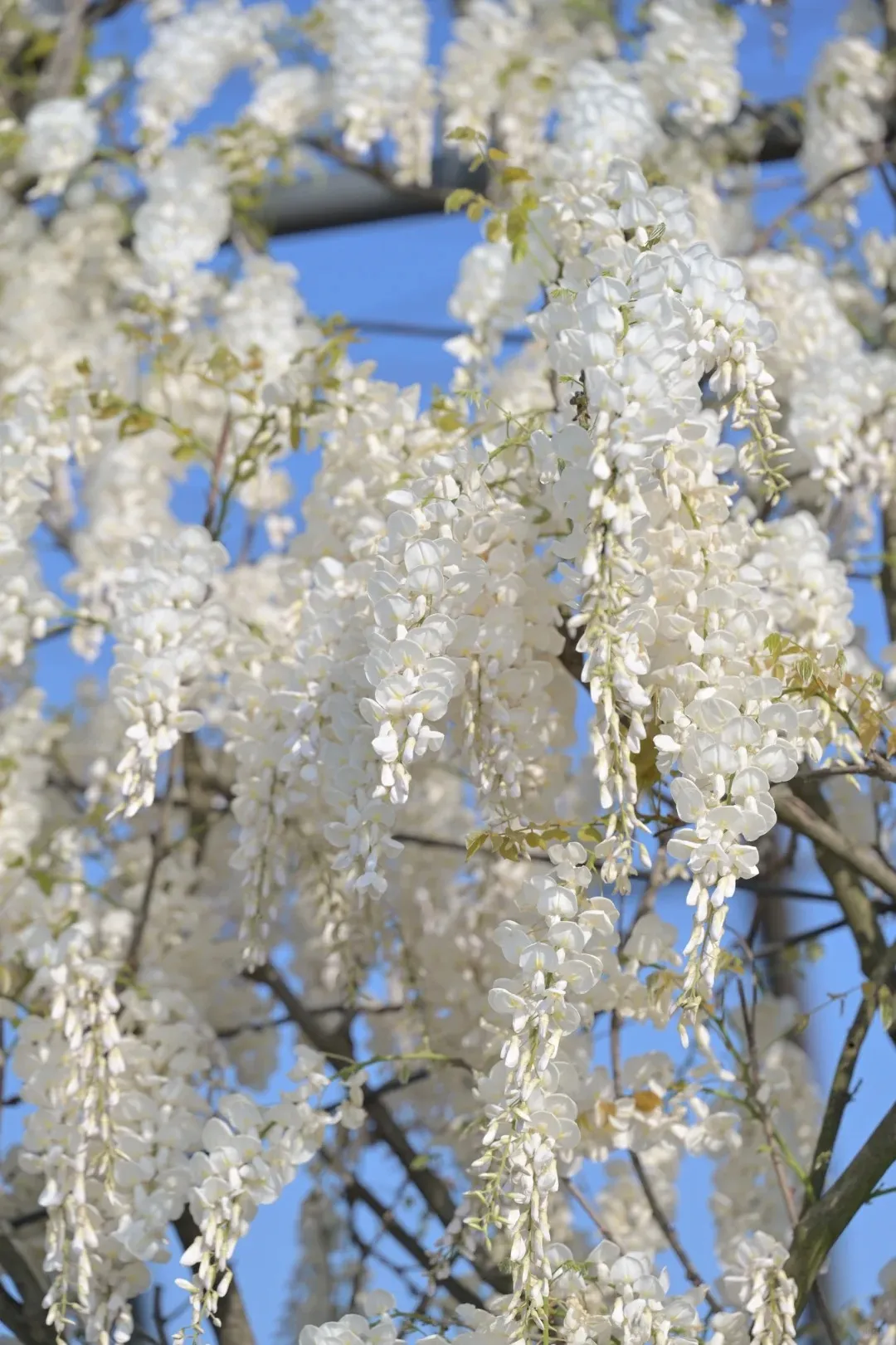 💜Wisteria Seeds - Purple Flower Waterfall