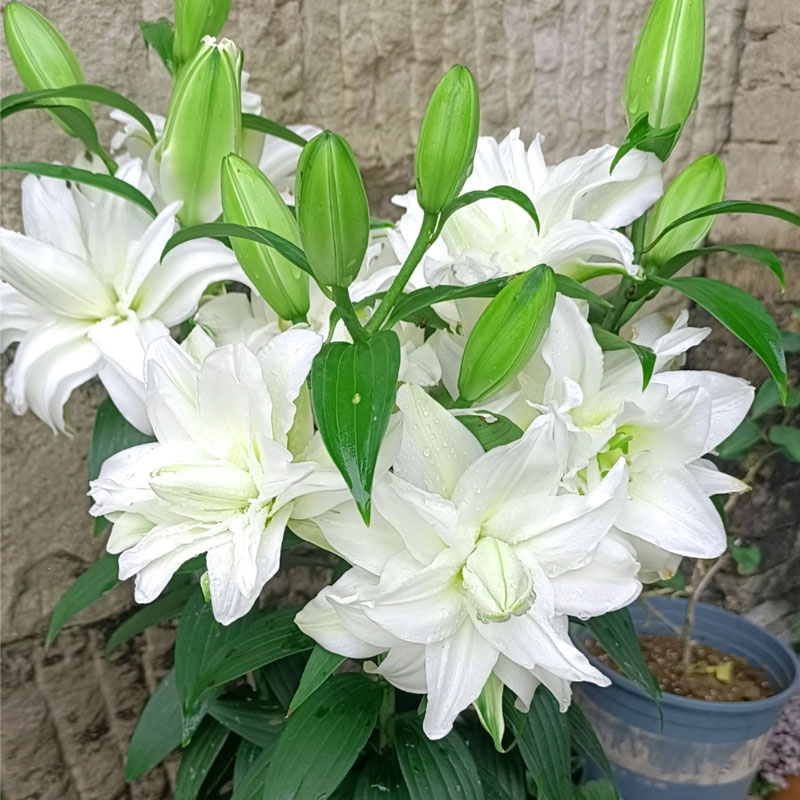 Double Perfume Lily Bulbs