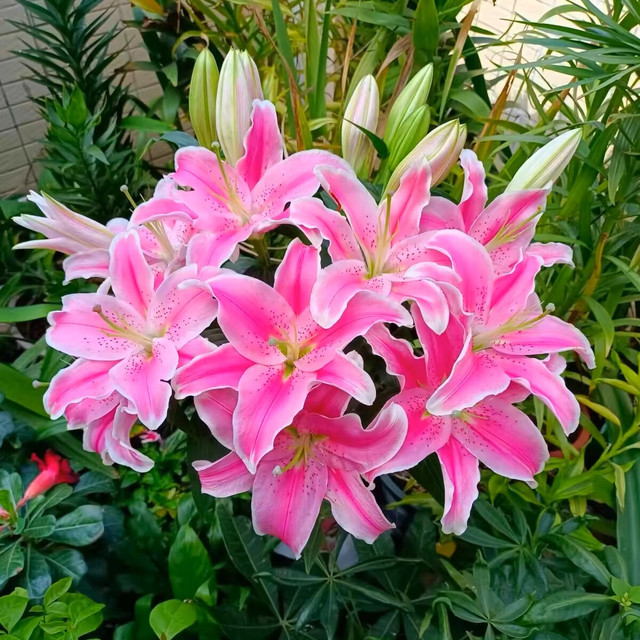 Double Perfume Lily Bulbs