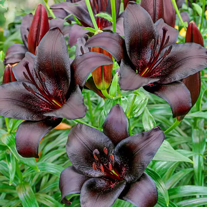 Double Perfume Lily Bulbs