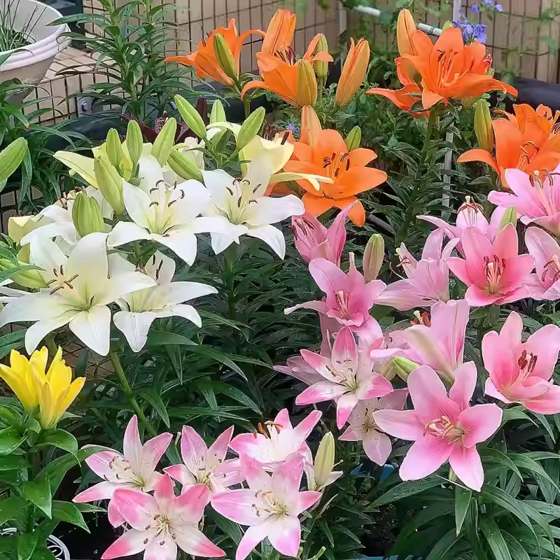 Double Perfume Lily Bulbs