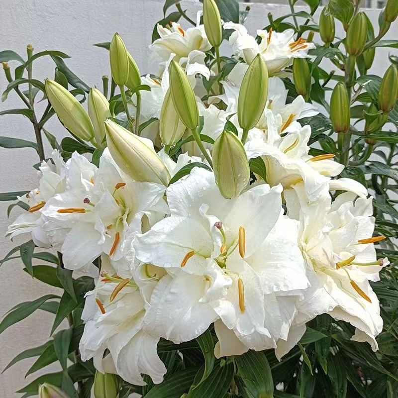 Double Perfume Lily Bulbs