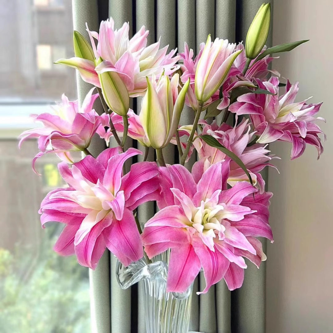 Double Perfume Lily Bulbs