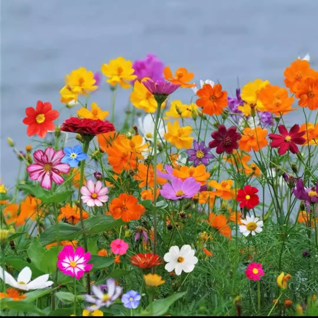 Perennial Wildflower Seeds Mix🌺🌊