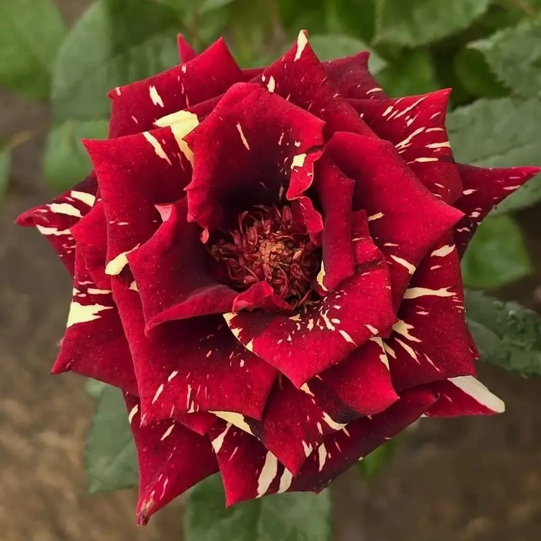 🖤Rare Black Baccara Rose Seeds🌹