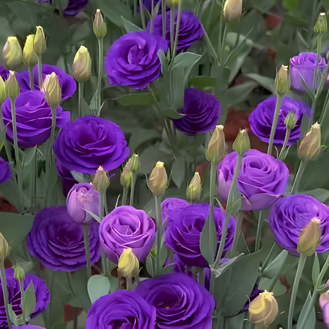💜🥰Purple Lisianthus Seeds