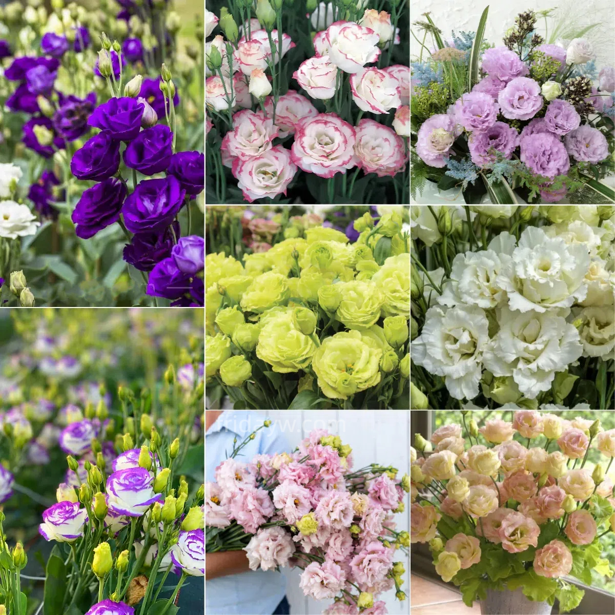 💜🥰Purple Lisianthus Seeds