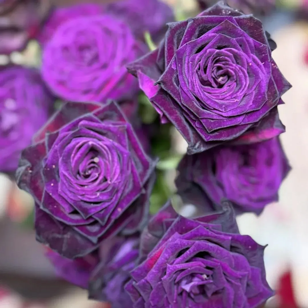 🪄Purple Divination Rose Seeds