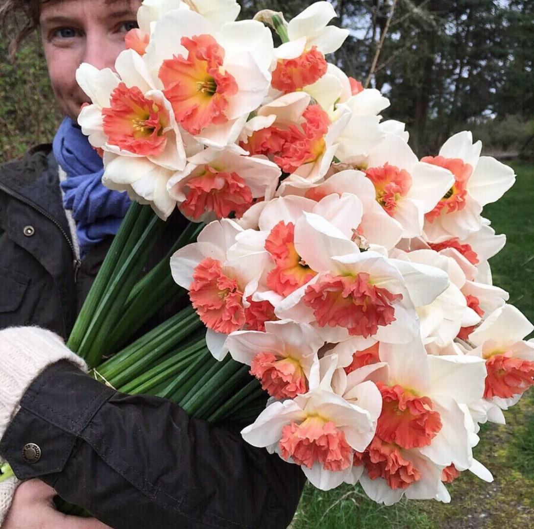 Daffodil Bulbs💡--Love & Purity