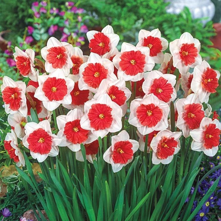 Daffodil Bulbs💡--Love & Purity