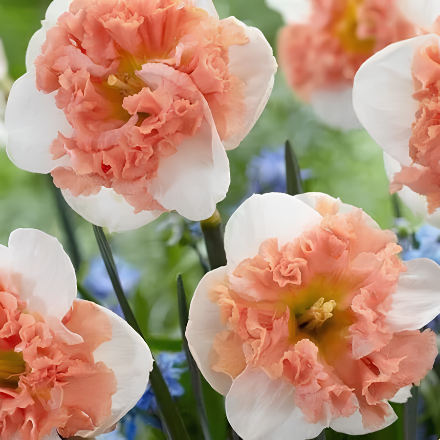 Daffodil Bulbs💡--Love & Purity