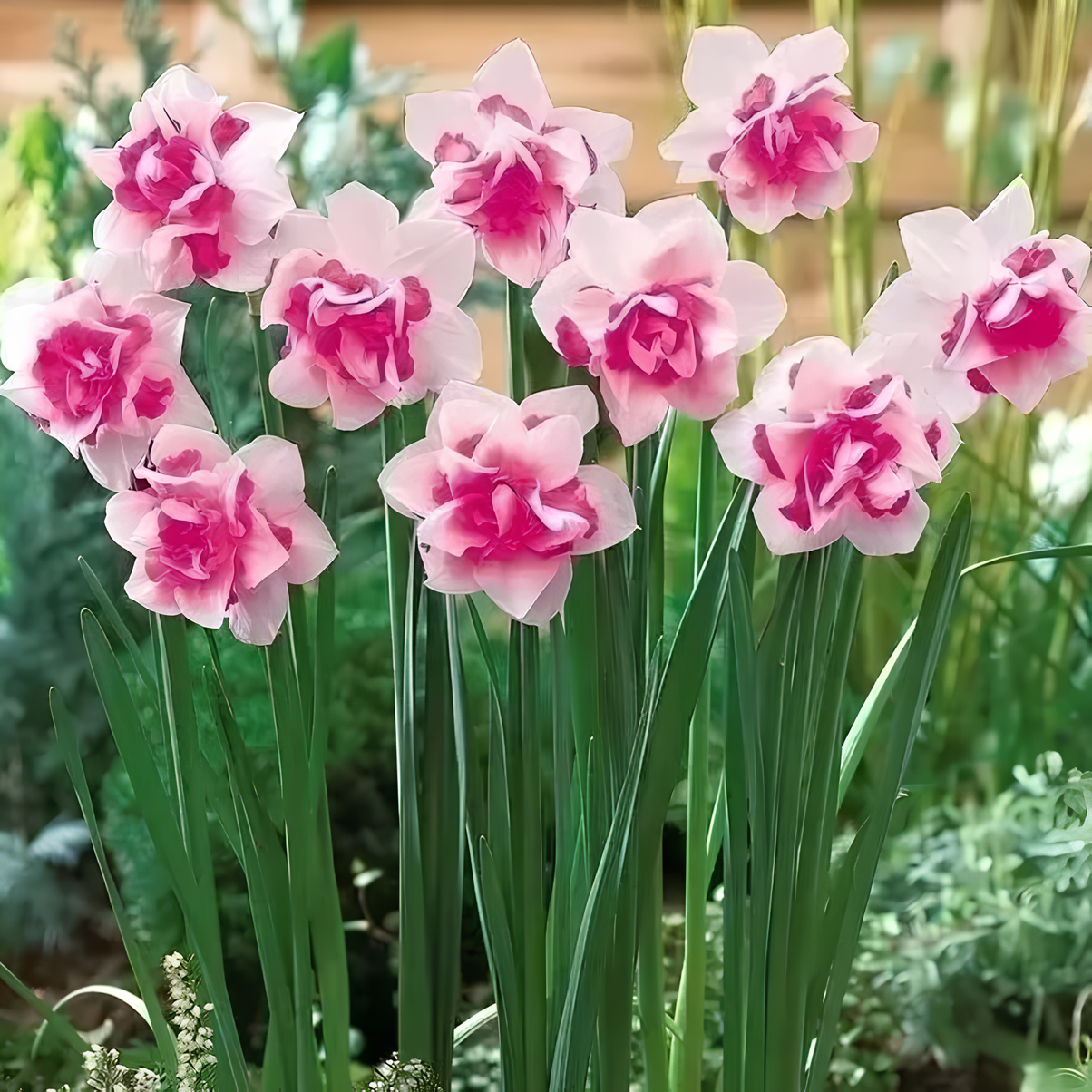 Daffodil Bulbs💡--Love & Purity