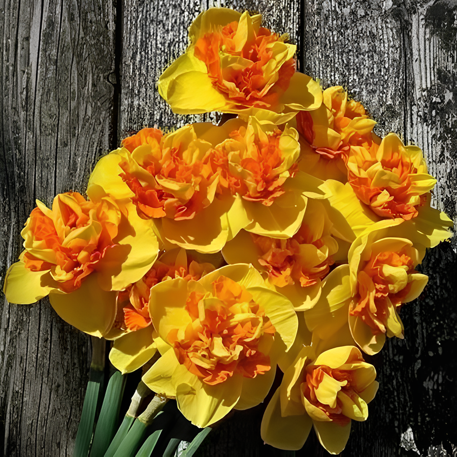Daffodil Bulbs💡--Love & Purity
