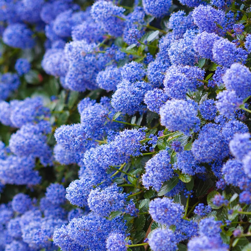 Blue Ceanothus Seeds💙Blooming machine for all seasons