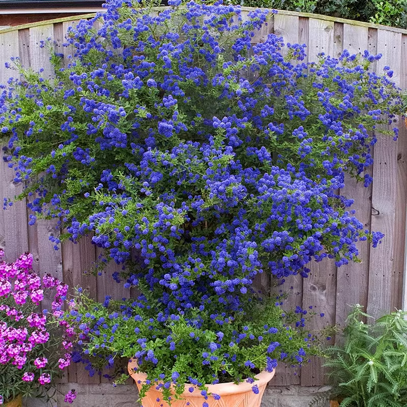 Blue Ceanothus Seeds💙Blooming machine for all seasons