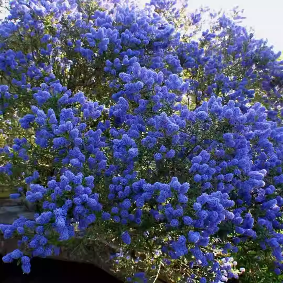 Blue Ceanothus Seeds💙Blooming machine for all seasons