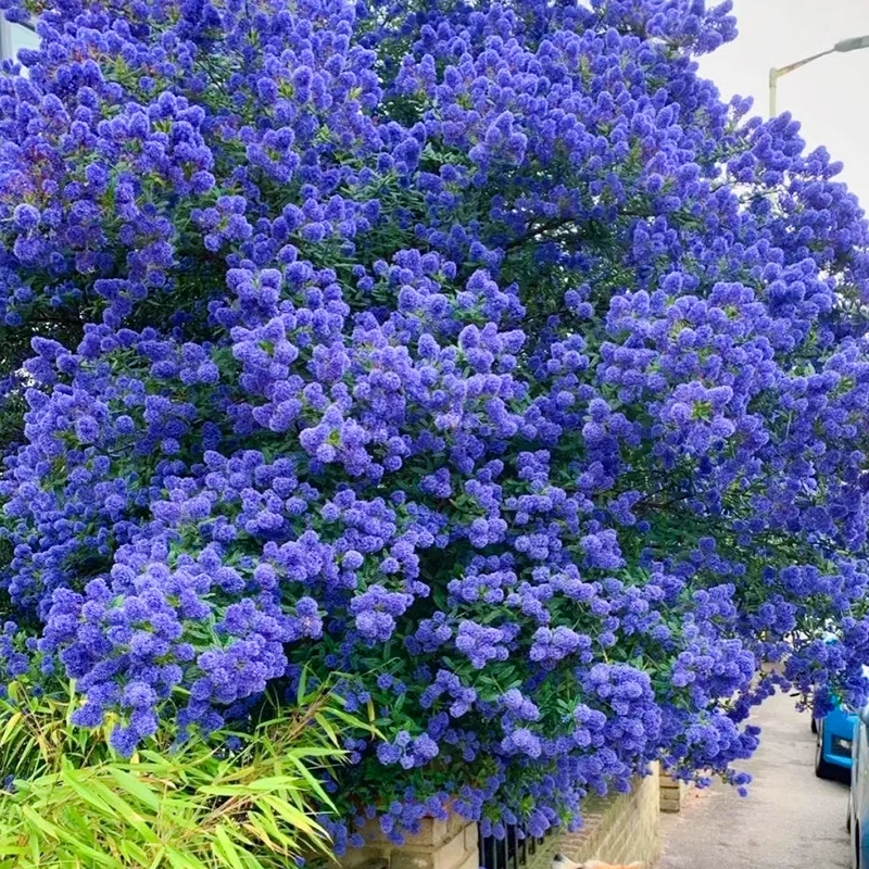 Blue Ceanothus Seeds💙Blooming machine for all seasons