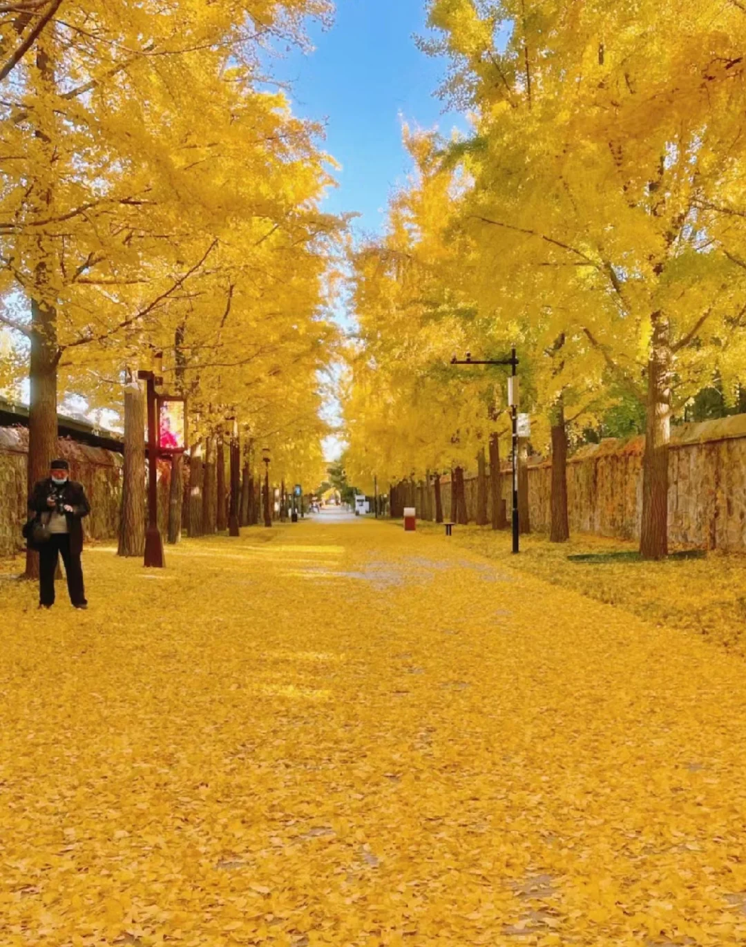  Ginkgo