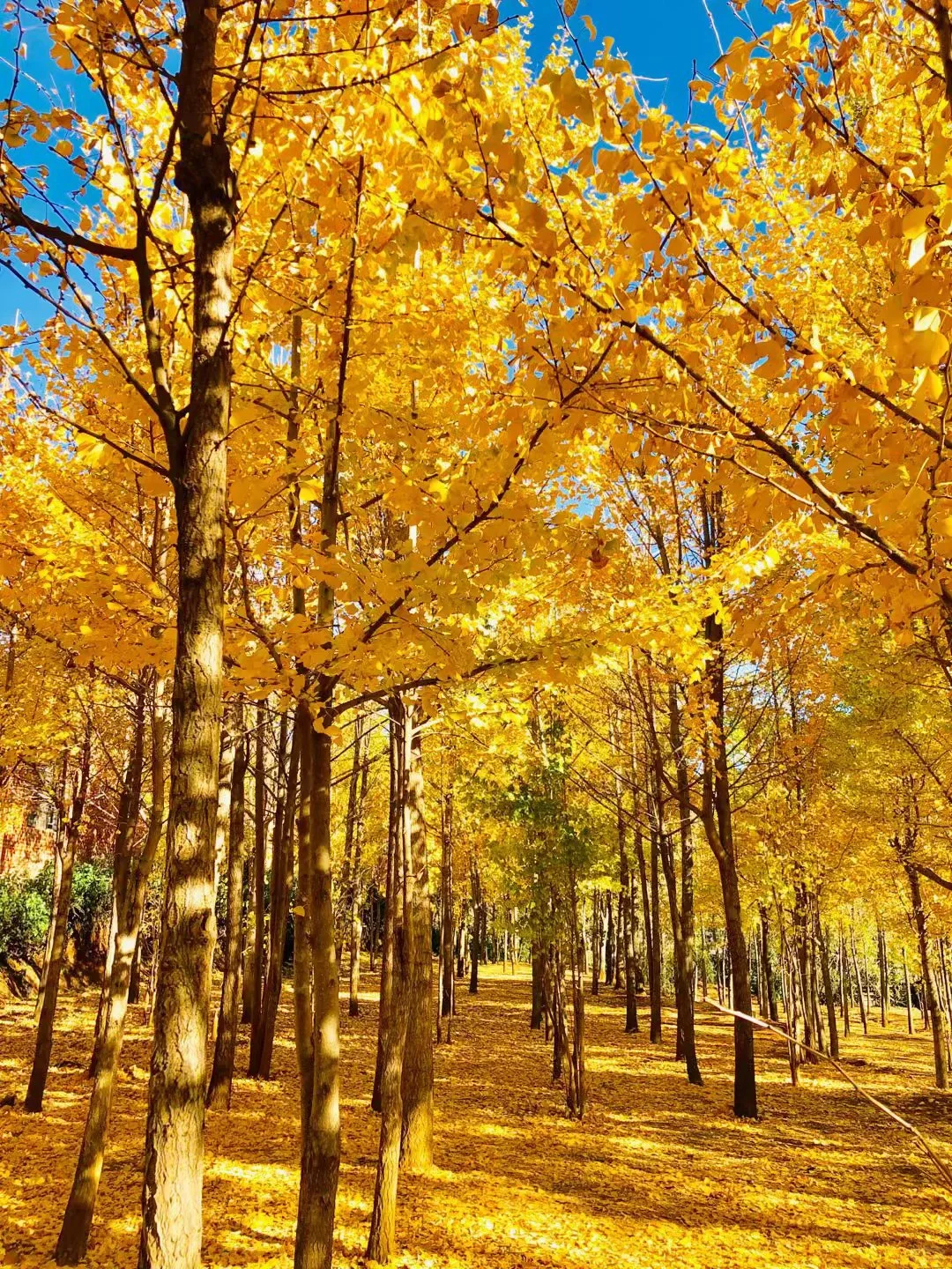  Ginkgo