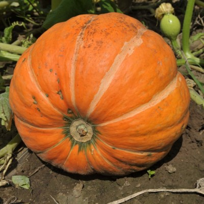 Giant Pumpkin Seeds🎃 Planting Glory🌱
