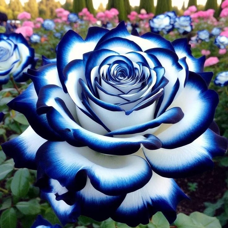 Enchanting Giant Blue Whirlwind Rose