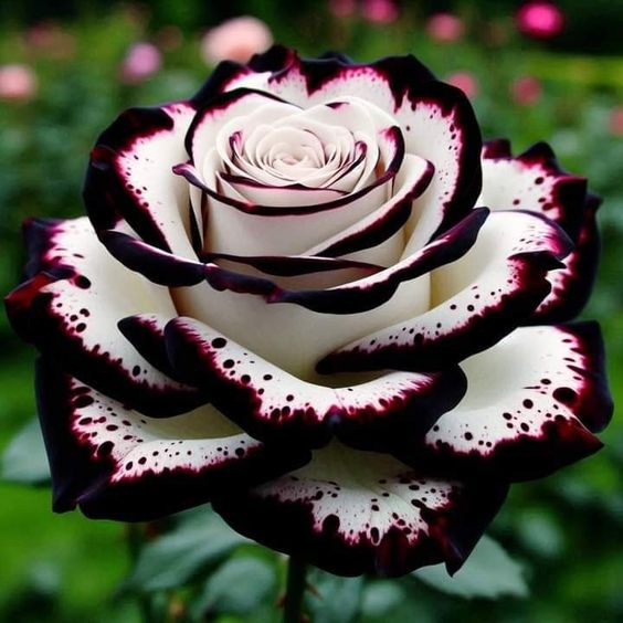 Enchanting Giant Blue Whirlwind Rose