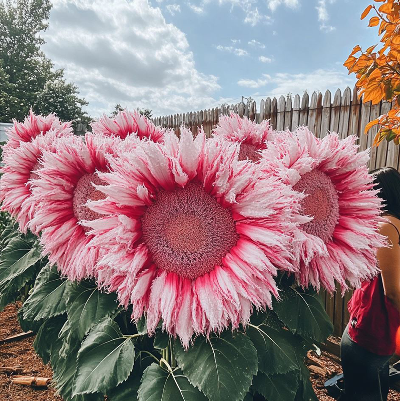 Enchanting Giant Teddy Bear Sunflower