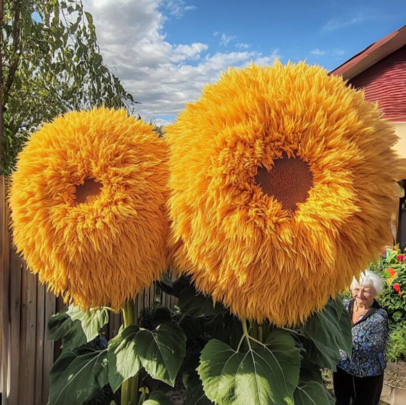 Enchanting Giant Teddy Bear Sunflower
