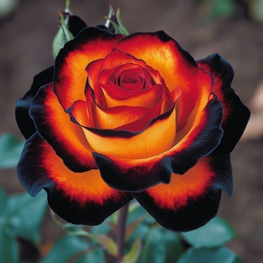 Enchanting Giant Blue Whirlwind Rose