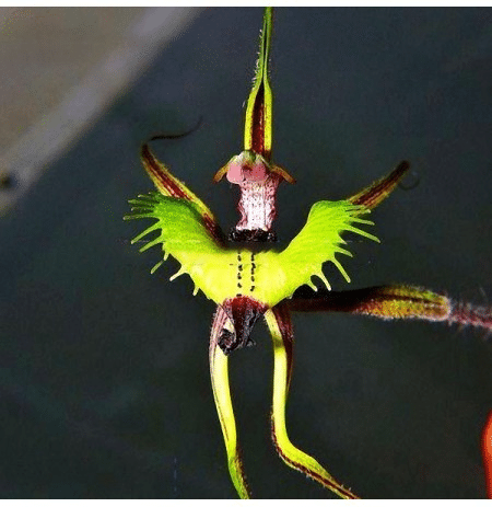 Cyan Parrot Orchid Seeds