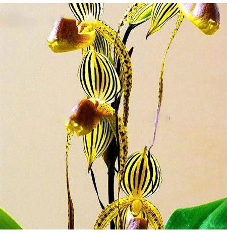 Bumblebee Orchid Seeds