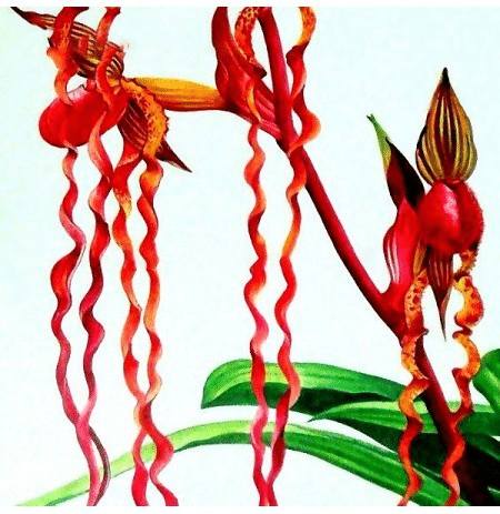Rare Orchid Seeds-- Red Katrin