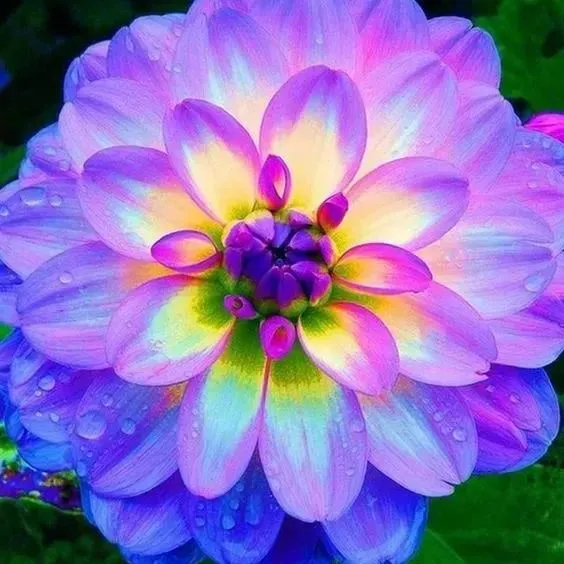 Enchanting Giant Fast-Growing Dahlia