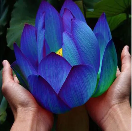 Giant Aquatic and Terrestrial Lotus