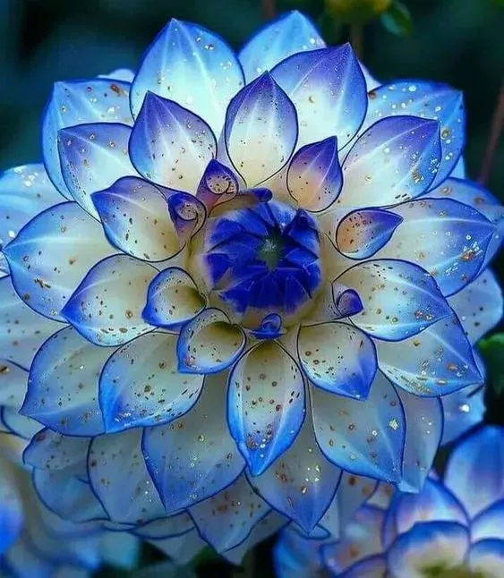 Enchanting Giant Fast-Growing Dahlia