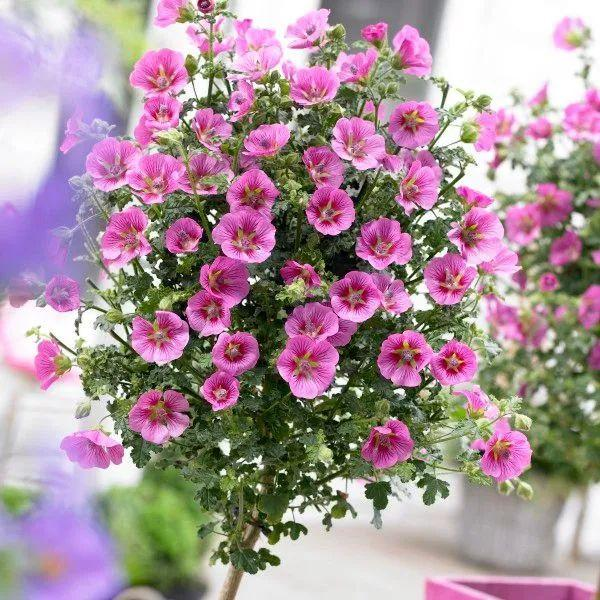 Elegant Princess Tree Cape Mallow Tree -- Anisodontea capensis -- Blooming Machine