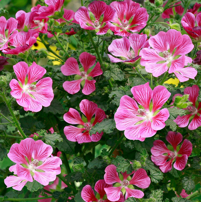 Elegant Princess Tree Cape Mallow Tree -- Anisodontea capensis -- Blooming Machine