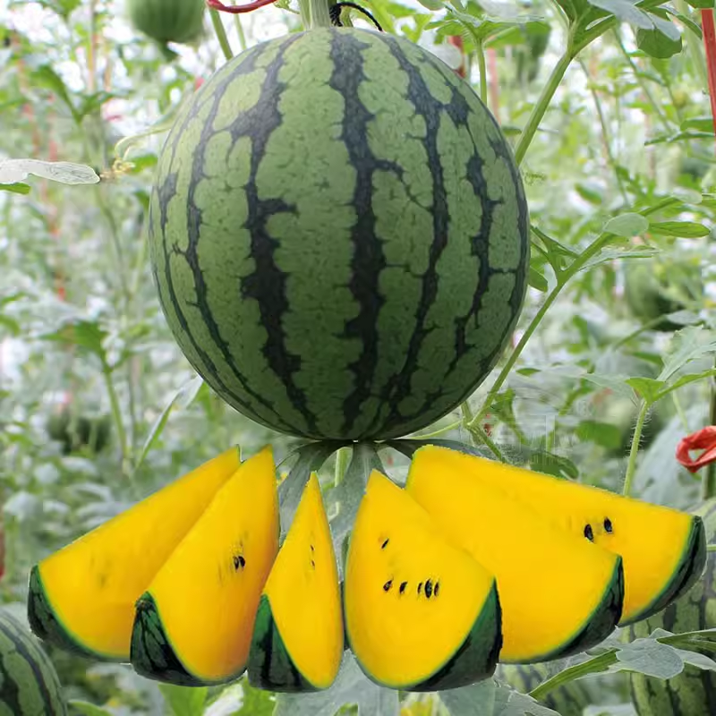 🍉Ice Cream Watermelon Seeds--Natural Sweet Bomb💥🍧