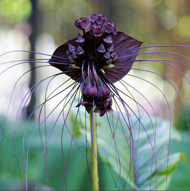 Bat Flower Seeds