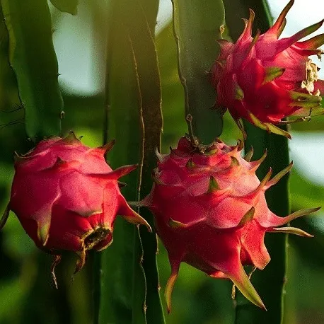 🎁39% OFF🥳Rare Yellow Bird's Nest Fruit Seeds🦜